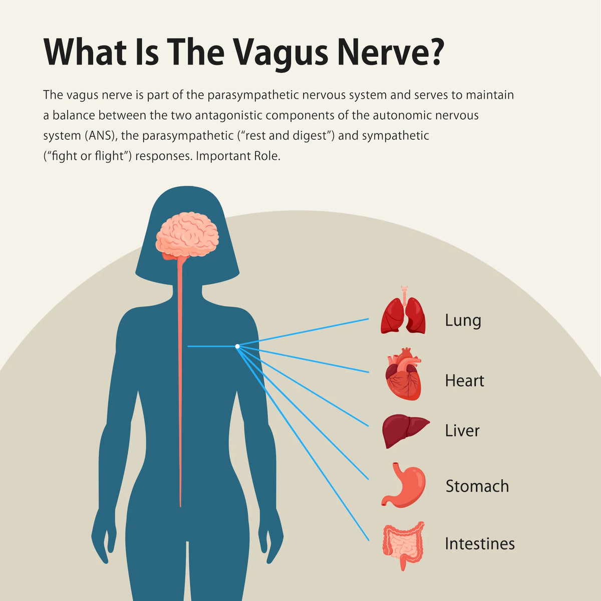 Zenowell Vagus Nerve Stimulator For Deep Sleep Support